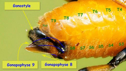 Arge cyanocrocea